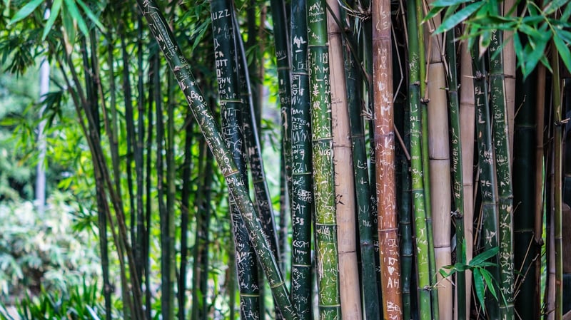 Bamboo Features