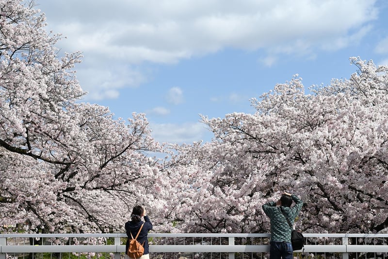 Cherry Blossoms