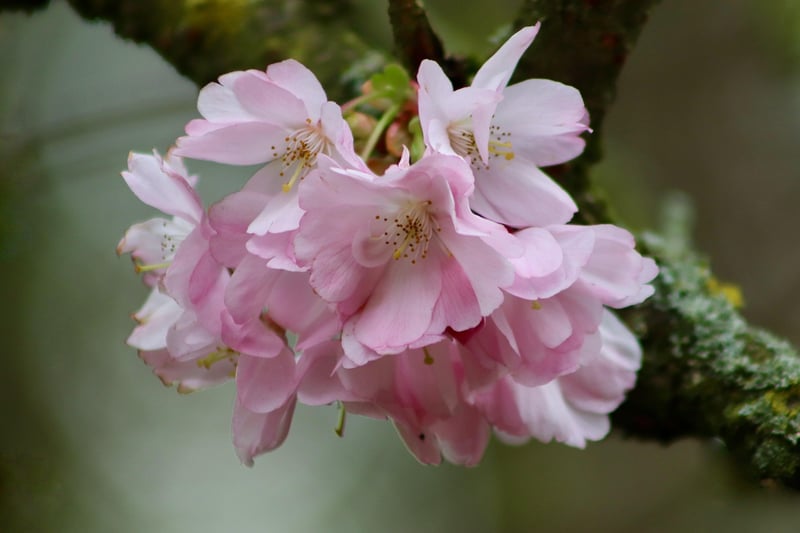 Cherry Blossoms