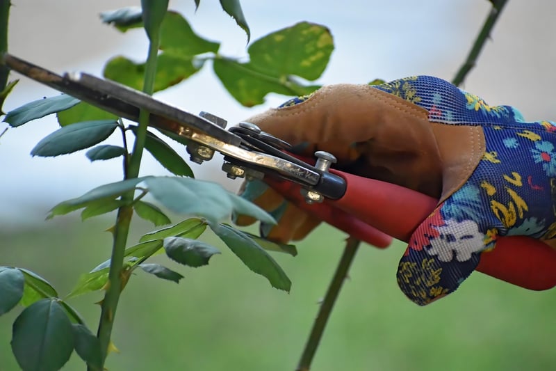 Pruning Image
