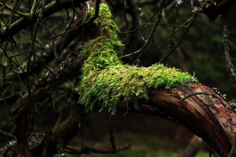 Moss Pathway